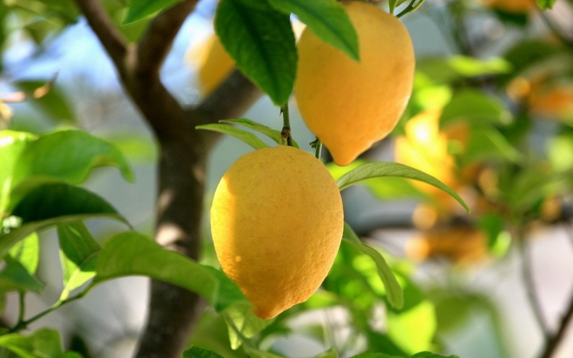 841041-lemon-wallpaper – Polisportiva Pineta